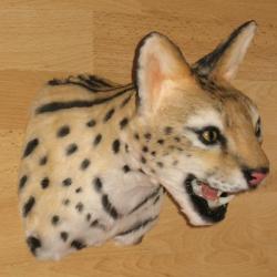 trophée factice réplique taxidermie serval