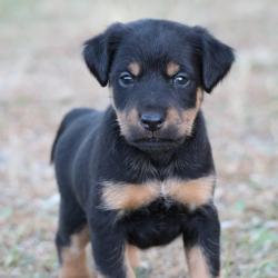 Chiots Jagd Terrier males et fermelles