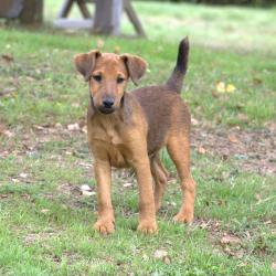 Chiots  fox-Terrier males