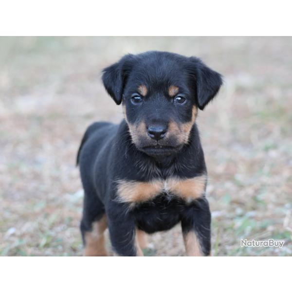 Chiots Jagd Terrier males et fermelles
