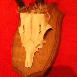 écusson neuf en chene massif pour massacre de chevreuil 13,5 x 22 cm