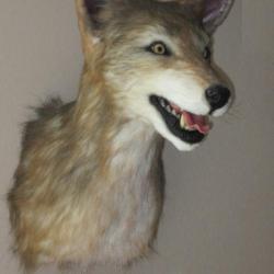 trophée replique taxidermie coyote Américain