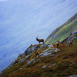 Octobre-Février: Approche biches/faons dans les Highlands écossaises, arme+hébergement compris