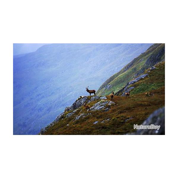 Octobre-Fvrier: Approche biches/faons dans les Highlands cossaises, arme+hbergement compris