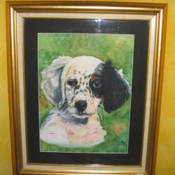 Aquarelle ( jeune setter anglais)