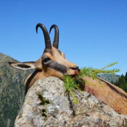 Autriche: 2 jours d'approche chamois & marmotte dans les alpes carniques