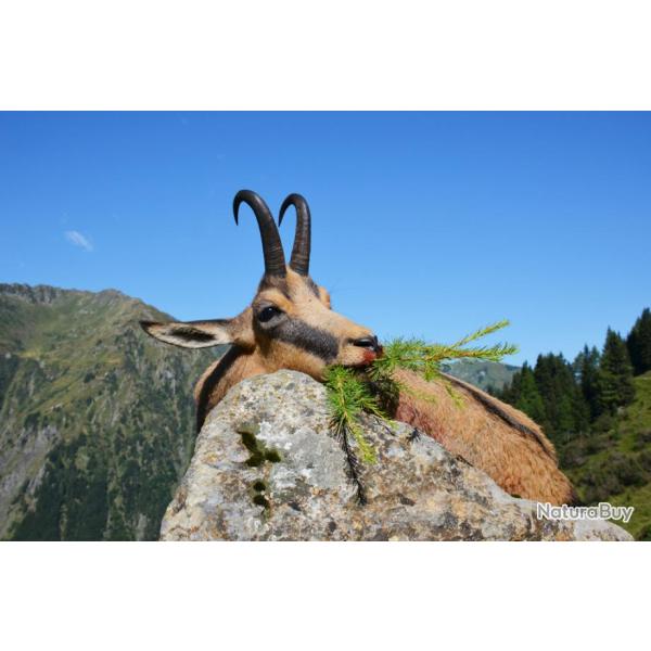 Autriche: 2 jours d'approche chamois & marmotte dans les alpes carniques