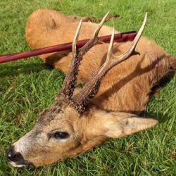 Mai, Juin, Package Brocards en Pologne: 3 brocards, 1 sanglier, tout compris