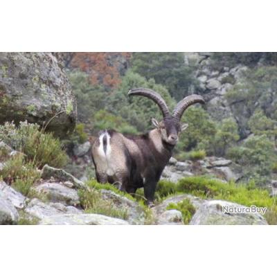 Chasse en Espagne au Paradis de la Capra Hispanica (Ibex de Gredos)