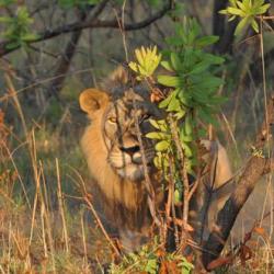 Mozambique : Safari chasse Lion, Léopard, Buffle, Sable,...