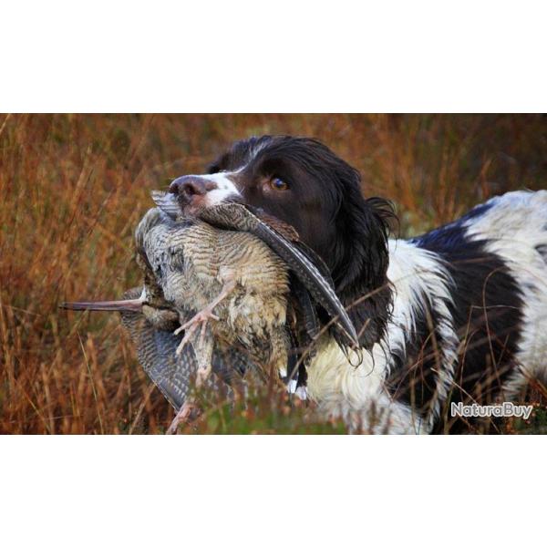 Irlande : Chasse de Bcasse et Bcassine