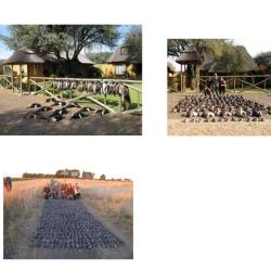 Chasse petit et Grand Gibier en Afrique du sud !!