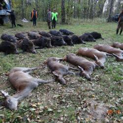 Chasse en battue en Biélorussie : Sangliers, Cervidés, Loups