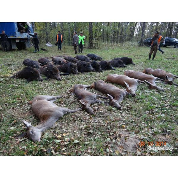 Chasse en battue en Bilorussie : Sangliers, Cervids, Loups