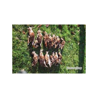 Chasse aux bécasses et aux cailles en Croatie - Voyage de Chasse aux bécasses et aux cailles en Croatie - Voyage de