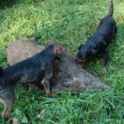 Chasse en Pologne en battue : Biche, cerf, chevrette et sangliers
