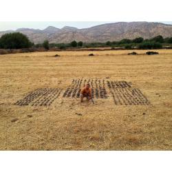 Chasse aux Petits Gibiers au Maroc : tourterelles, bécassines, cailles, perdrix