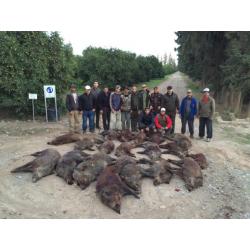 Battue de Sangliers au Maroc