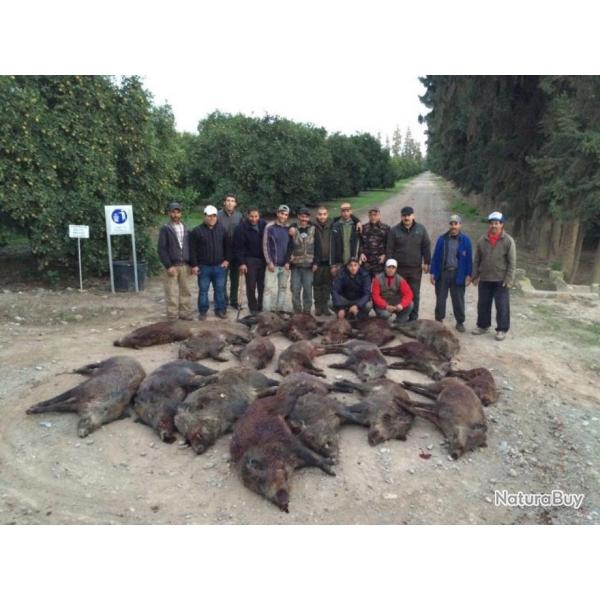 Battue de Sangliers au Maroc