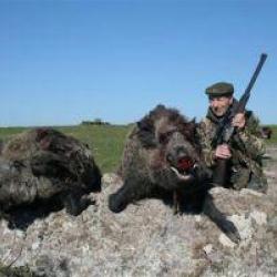 Chasse à l'Approche aux Sangliers et à l'Ibex Bezoard en Turquie