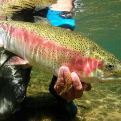 Voyage de Pêche en Argentine :  Nord Patagonie : Truites Fario et Arc en ciel