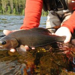 Voyage de Pêche Suède : Les ombres de la rivière Gimän