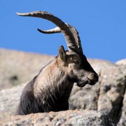 Novembre-Mai: approche du bouquetin dans les montagnes espagnoles, tout compris.