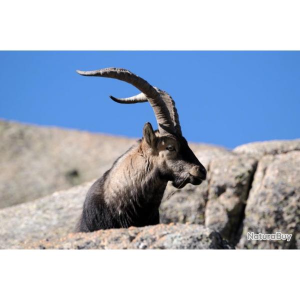 Novembre-Mai: approche du bouquetin dans les montagnes espagnoles, tout compris.