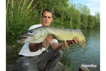 Pêche au coup / carnassier