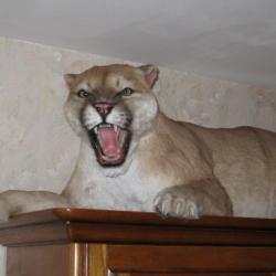 A réserver   trophée factice réplique taxidermie puma  cougar  entier