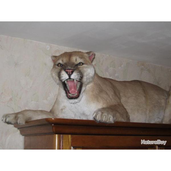A rserver   trophe factice rplique taxidermie puma  cougar  entier