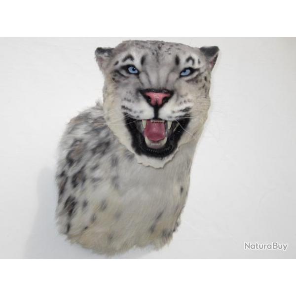trophe factice rplique taxidermie panthre des neiges