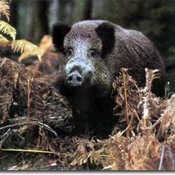 action de chasse sangliers, chevreuils