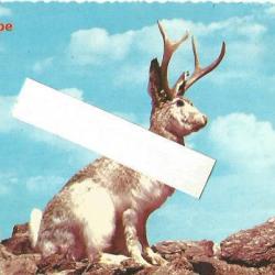 jackalope , croisement lapin antilope , carte humoristique made in usa