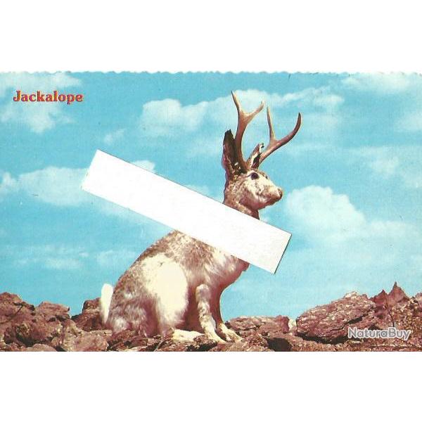 jackalope , croisement lapin antilope , carte humoristique made in usa