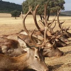Montéria Privée Espagne Janvier 2023, 27 chasseurs +/-400 animaux