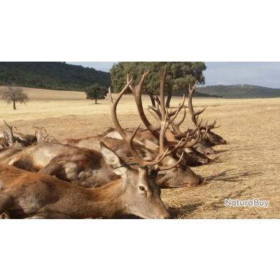 Montéria Privée Espagne novembre 2022, 27 chasseurs