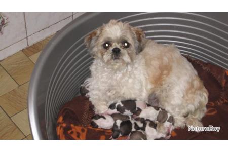 Chiots Shih Tzu Pure Race Autres Chiens 2061321