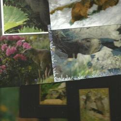 lot de 19 cartes postales sur marmottes , situations diverses , neuves.
