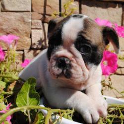 Chiots de type bouledogue français à vendre réalmont