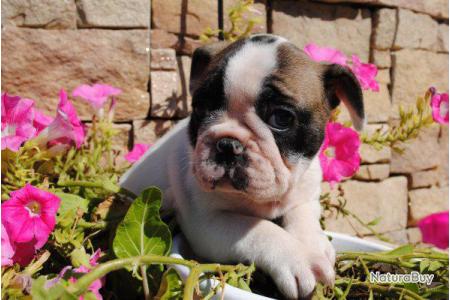 Chiots De Type Bouledogue Francais A Vendre Realmont Chiens Courants 2094236