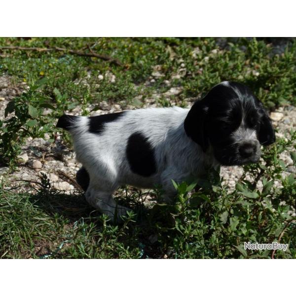 Chiots cockers anglais CHASSE compagnie beaut