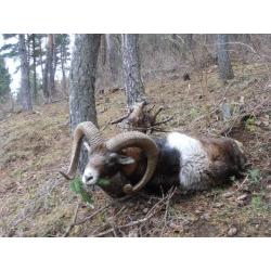 CHASSE GRAND GIBIER APPROCHE EN AUVERGNE