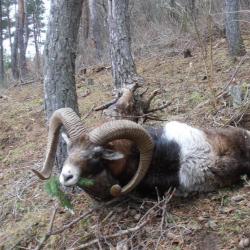 CHASSE GRAND GIBIER APPROCHE EN AUVERGNE