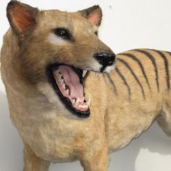 A réserver . Trophée factice réplique  thylacine entier loup de Tasmanie