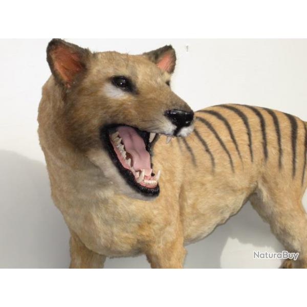 A rserver . Trophe factice rplique  thylacine entier loup de Tasmanie
