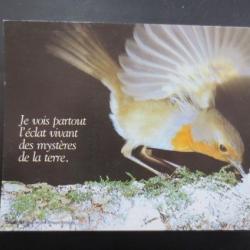 cartes animaux 6