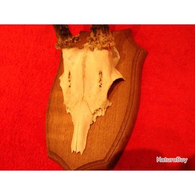 N°4. Massacre trophée de chevreuil avec crâne monté en