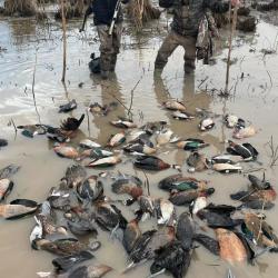 Chasse sur San Javier 2026 ou Fortin Olmos ou en Province de Buenos Aires
