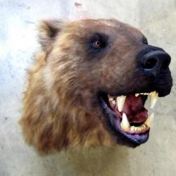 Trophée factice réplique taxidermie  ours brun taille réelle
